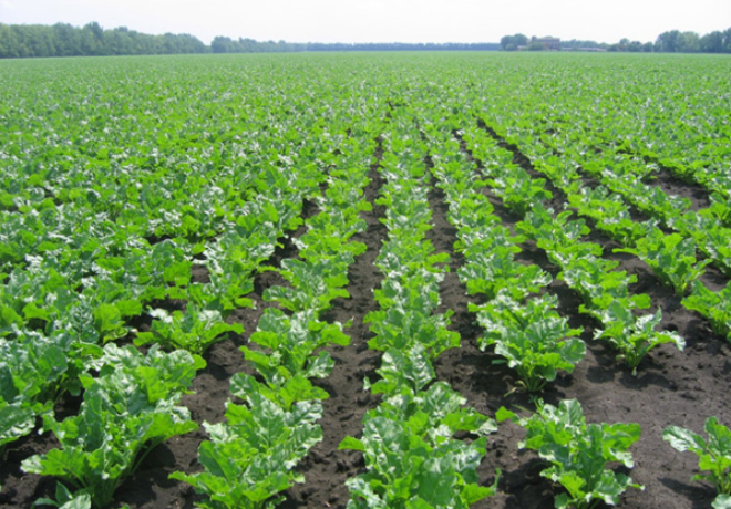 Organic fertilizer and soil amendment from biogas digestate by CBG Biotech